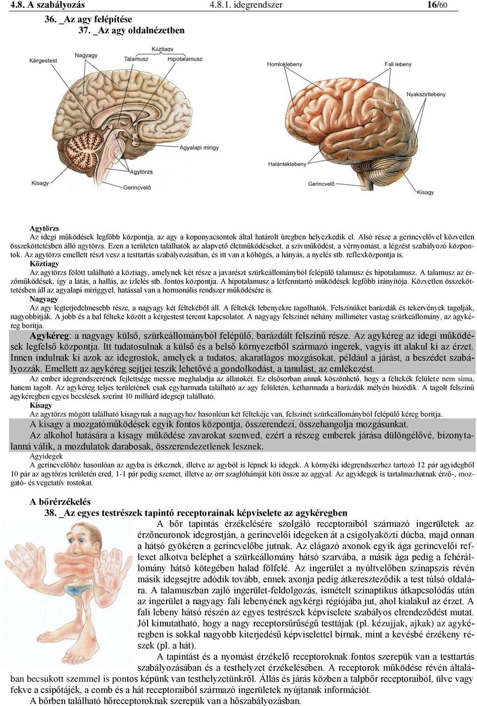 Ezen a területen találhatók az alapvető életműködéseket, a szívműködést, a vérnyomást, a légzést szabályozó központok.