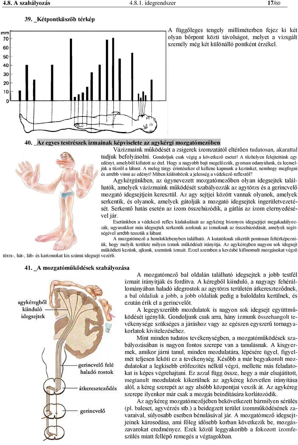 _Az egyes testrészek izmainak képviselete az agykérgi mozgatómezőben Vázizmaink működését a zsigerek izomzatától eltérően tudatosan, akarattal tudjuk befolyásolni.