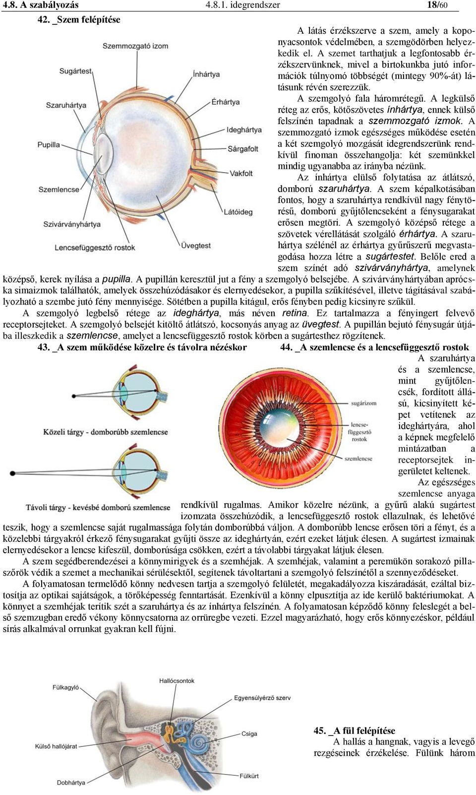 A legkülső réteg az erős, kötőszövetes ínhártya, ennek külső felszínén tapadnak a szemmozgató izmok.
