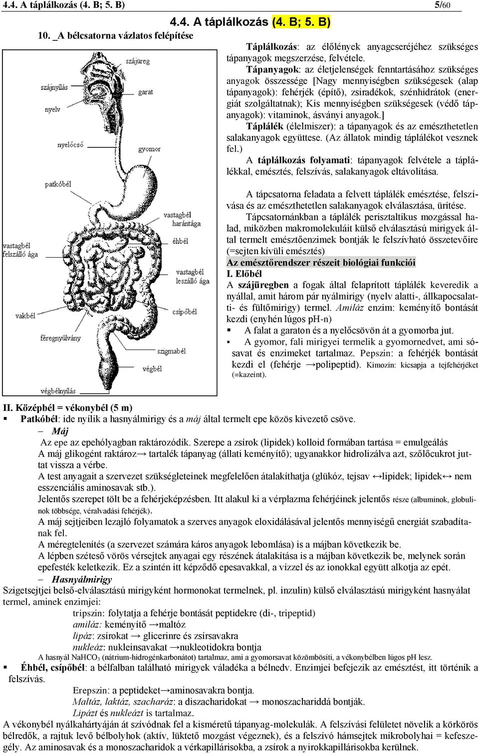 mennyiségben szükségesek (védő tápanyagok): vitaminok, ásványi anyagok.] Táplálék (élelmiszer): a tápanyagok és az emészthetetlen salakanyagok együttese. (Az állatok mindig táplálékot vesznek fel.