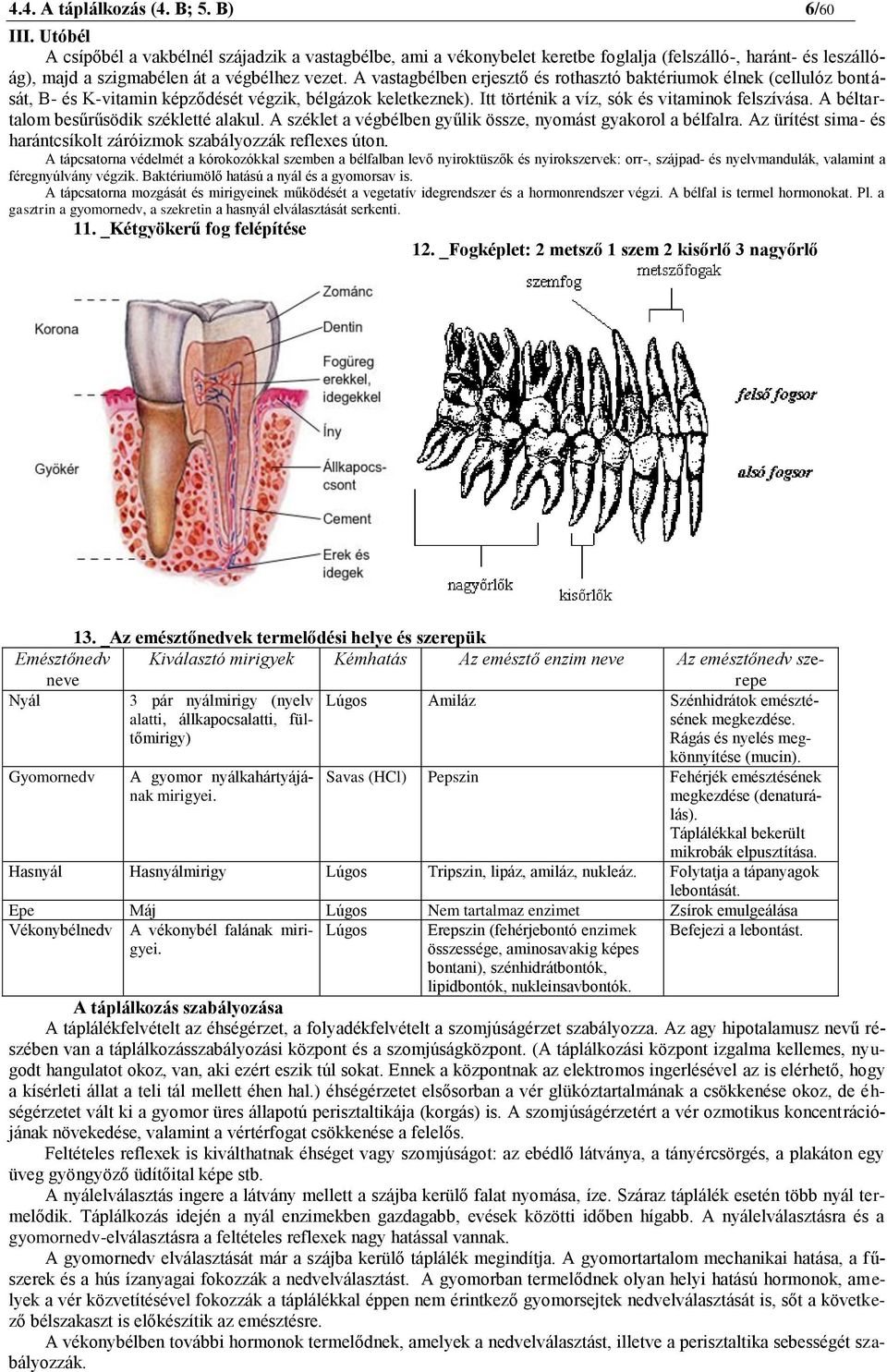 A vastagbélben erjesztő és rothasztó baktériumok élnek (cellulóz bontását, B- és K-vitamin képződését végzik, bélgázok keletkeznek). Itt történik a víz, sók és vitaminok felszívása.