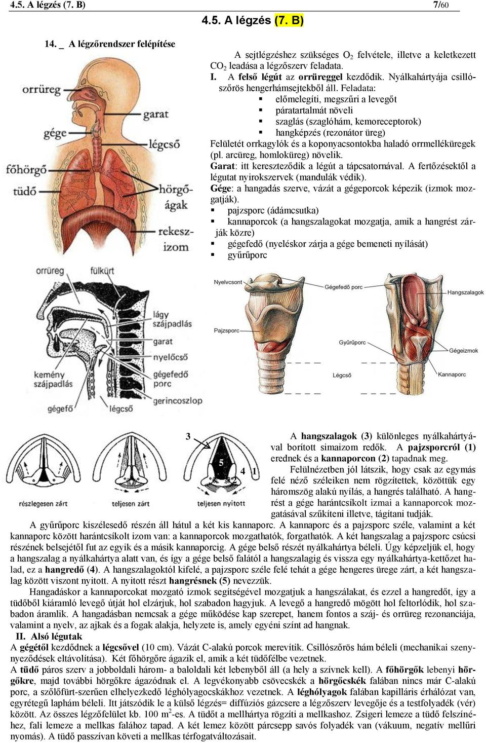 Feladata: előmelegíti, megszűri a levegőt páratartalmát növeli szaglás (szaglóhám, kemoreceptorok) hangképzés (rezonátor üreg) Felületét orrkagylók és a koponyacsontokba haladó orrmelléküregek (pl.