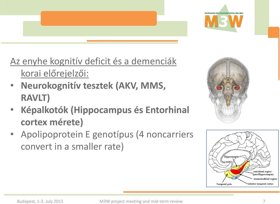 Entorhinal cortex mérete) Apolipoprotein E genotípus (4 noncarriers