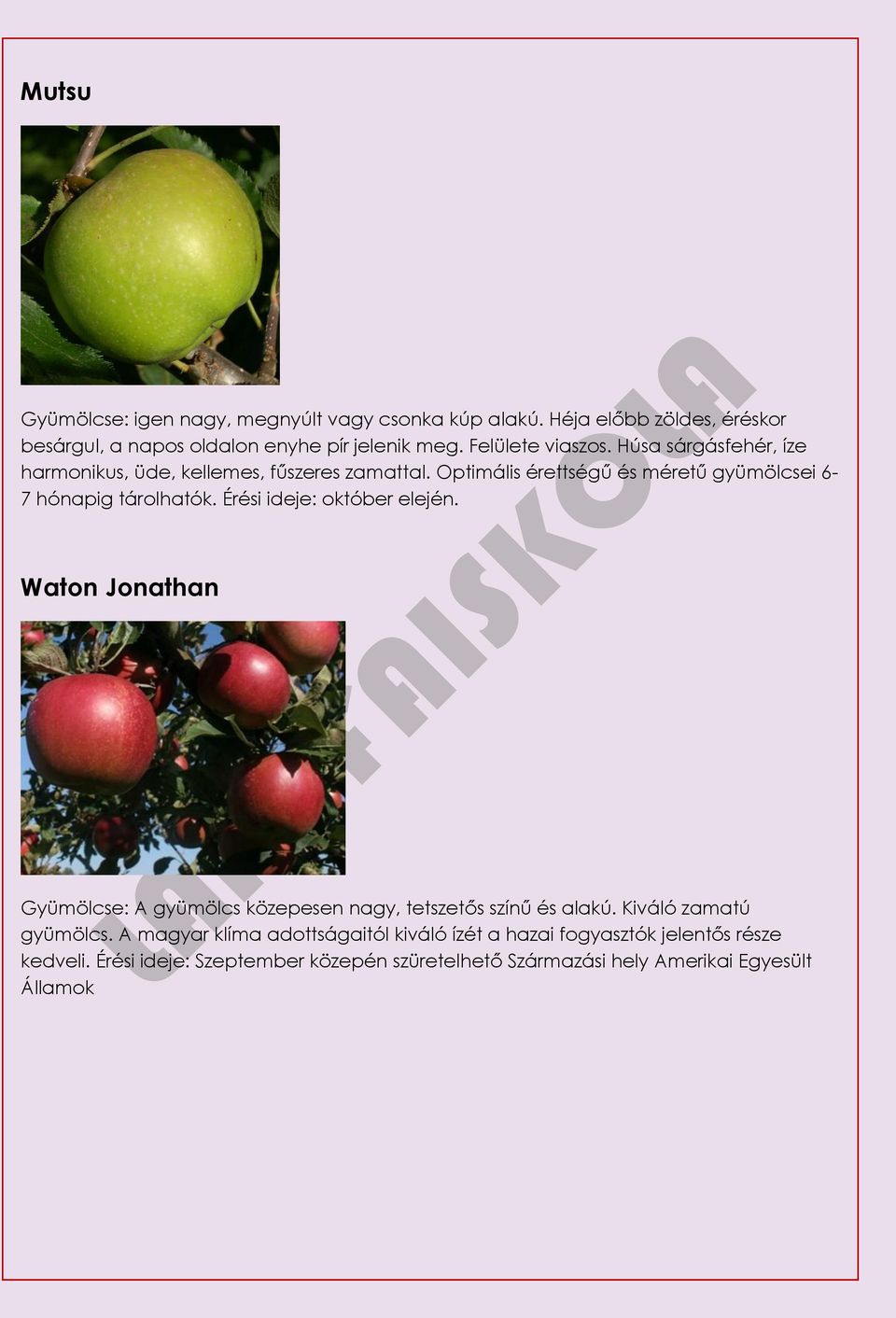Optimális érettségű és méretű gyümölcsei 6-7 hónapig tárolhatók. Érési ideje: október elején.