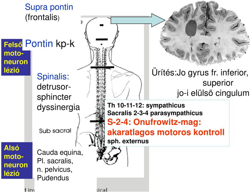 pelvicus, Pudendus Ürítés:Jo gyrus fr.