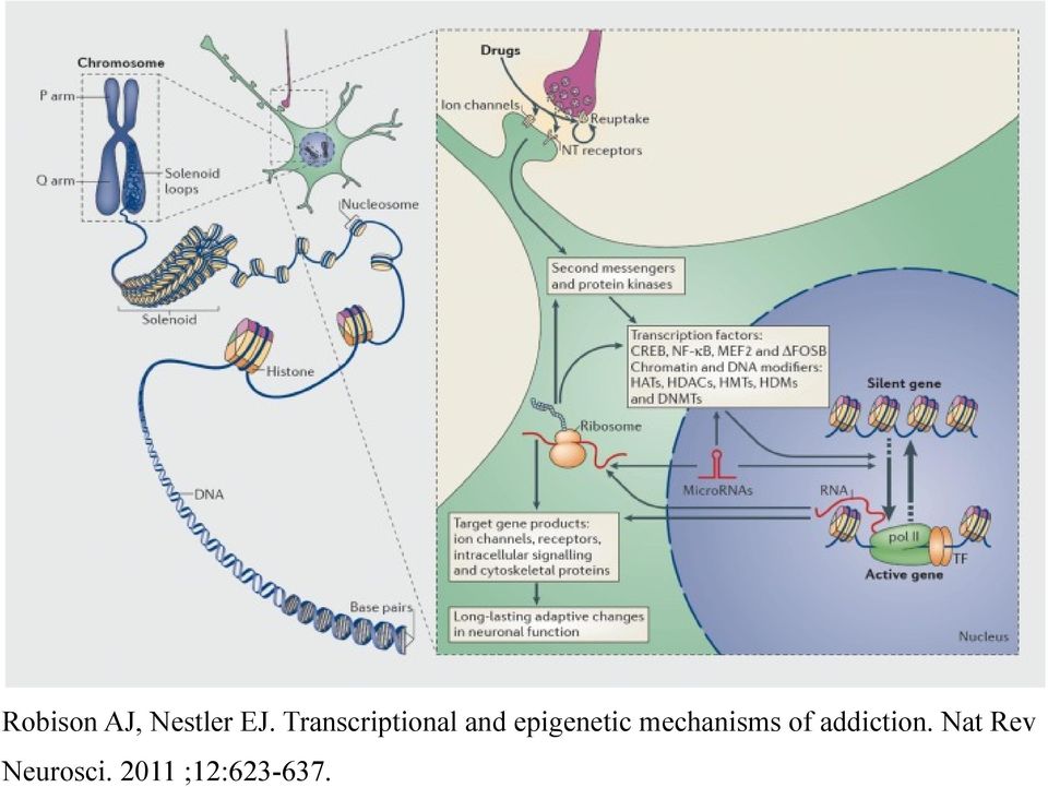 epigenetic mechanisms of