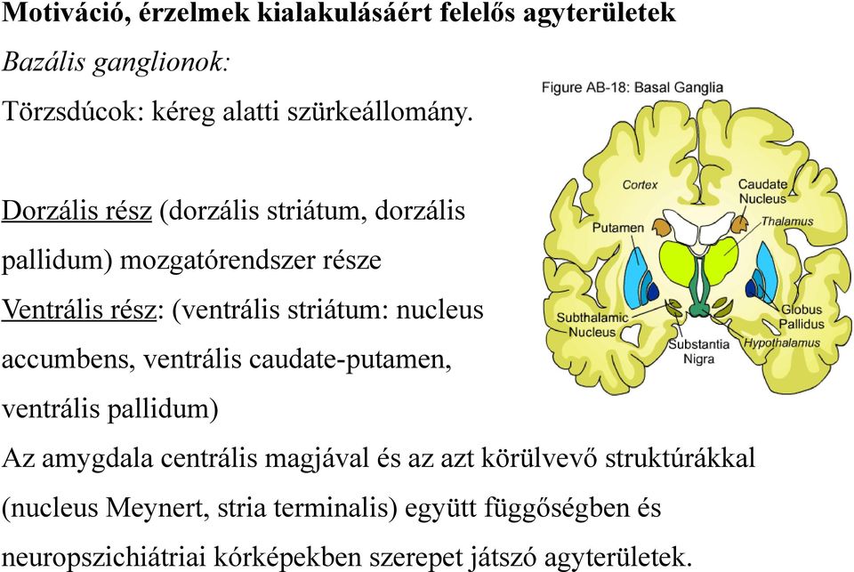 accumbens, ventrális caudate-putamen, ventrális pallidum) Az amygdala centrális magjával és az azt körülvevő