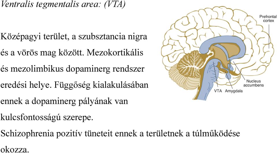 Mezokortikális és mezolimbikus dopaminerg rendszer eredési helye.