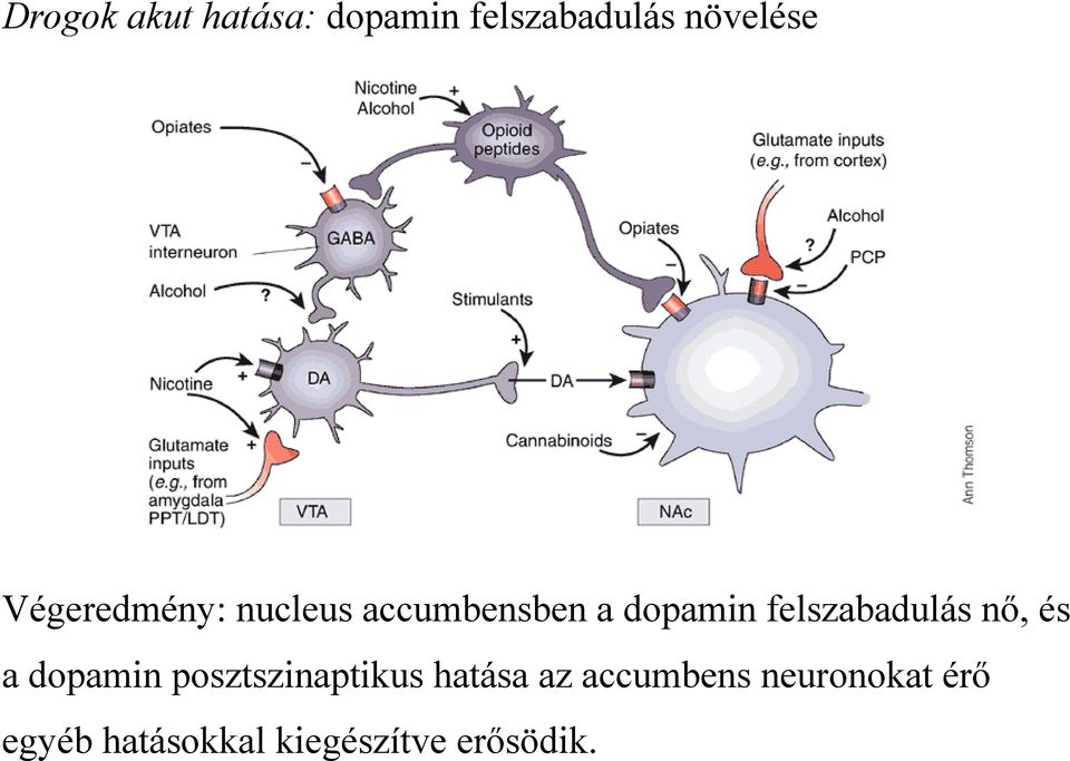 felszabadulás nő, és a dopamin posztszinaptikus