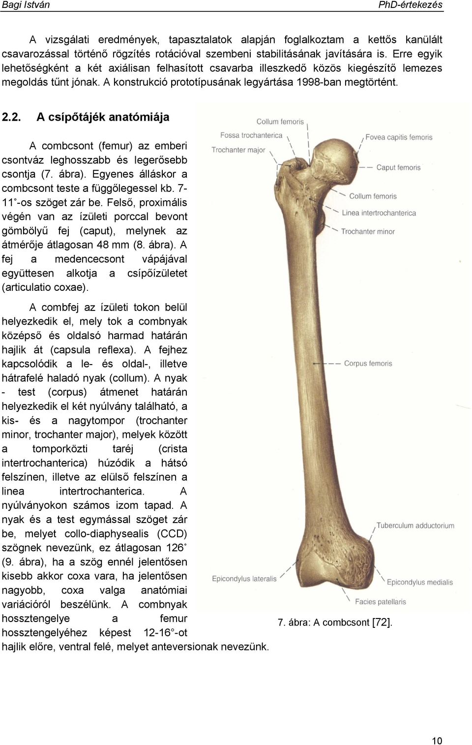 2. A csípőtájék anatómiája A combcsont (femur) az emberi csontváz leghosszabb és legerősebb csontja (7. ábra). Egyenes álláskor a combcsont teste a függőlegessel kb. 7-11 -os szöget zár be.
