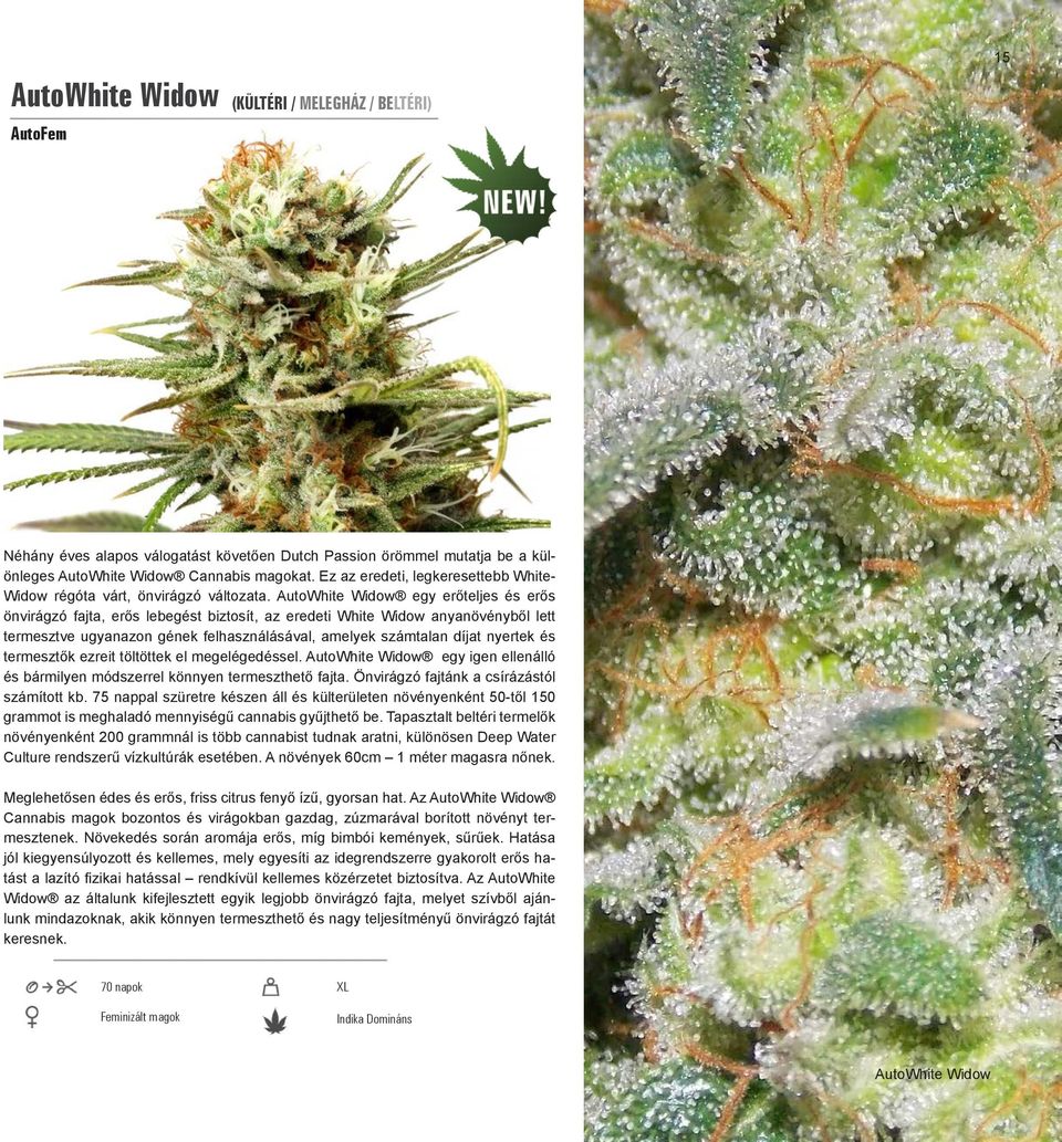AutoWhite Widow egy erőteljes és erős önvirágzó fajta, erős lebegést biztosít, az eredeti White Widow anyanövényből lett termesztve ugyanazon gének felhasználásával, amelyek számtalan díjat nyertek