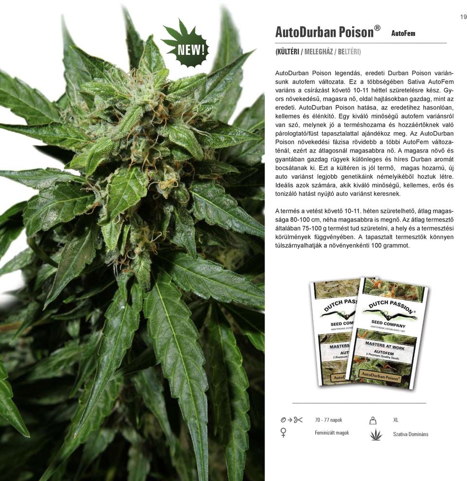 AutoDurban Poison hatása, az eredetihez hasonlóan, kellemes és élénkító.
