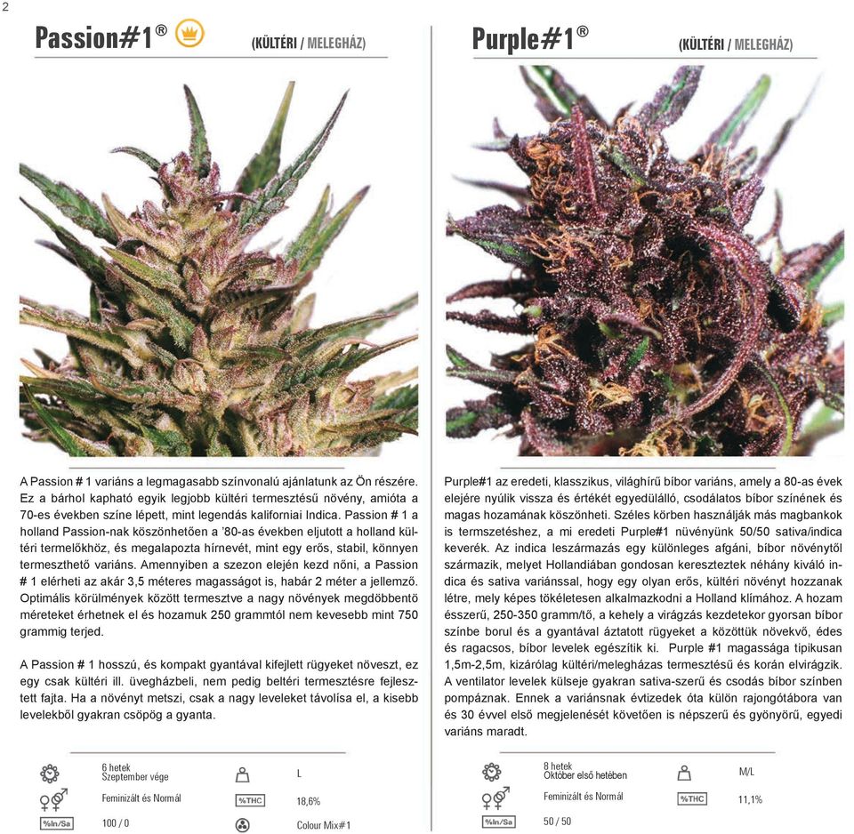 Passion # 1 a holland Passion-nak köszönhetően a 80-as években eljutott a holland kültéri termelőkhöz, és megalapozta hírnevét, mint egy erős, stabil, könnyen termeszthető variáns.