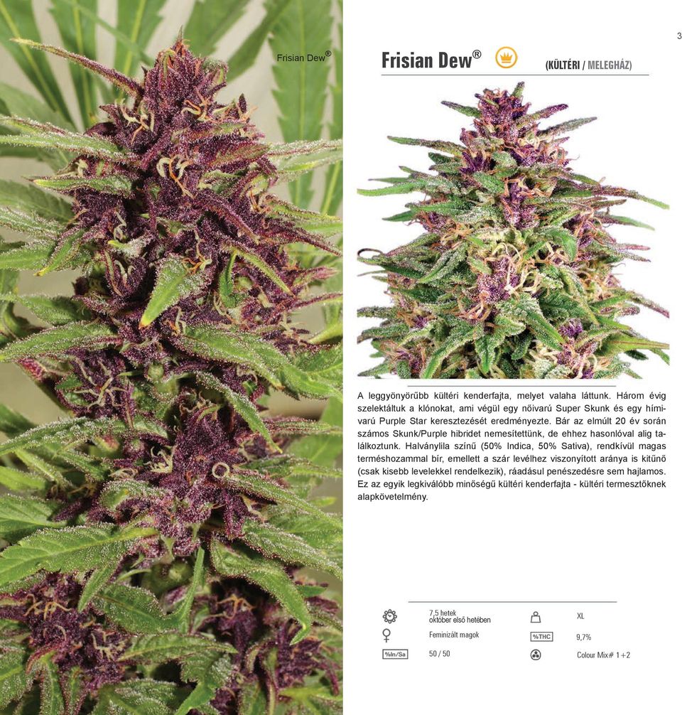 Bár az elmúlt 20 év során számos Skunk/Purple hibridet nemesítettünk, de ehhez hasonlóval alig találkoztunk.
