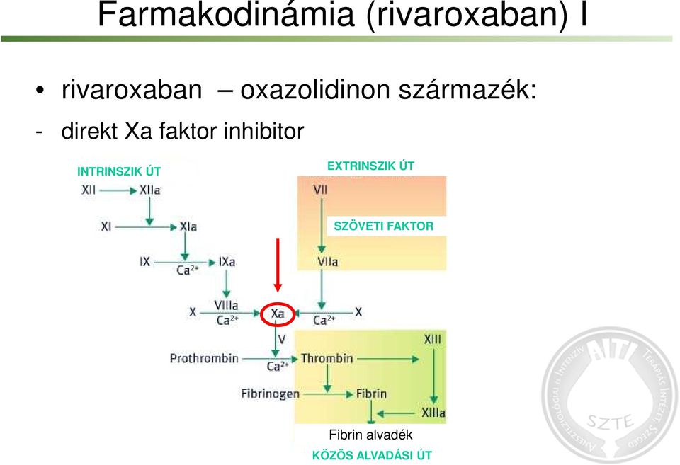 inhibitor INTRINSZIK ÚT EXTRINSZIK ÚT