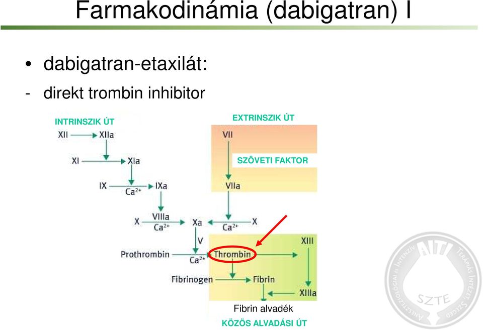 inhibitor INTRINSZIK ÚT EXTRINSZIK ÚT