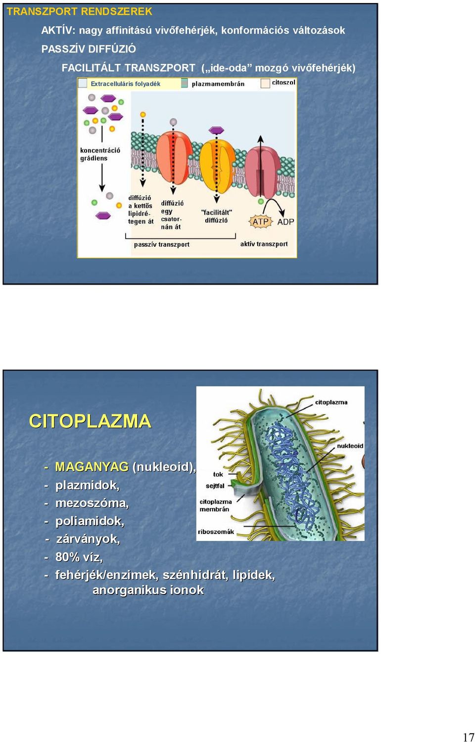 folyadék CITOPLAZMA - MAGANYAG (nukleoid), - plazmidok, - mezoszóma ma, - poliamidok, -