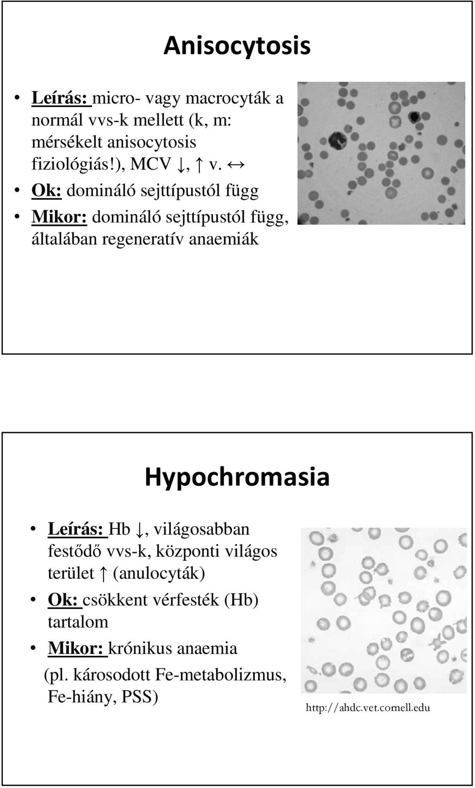 Ok: domináló sejttípustól függ Mikor: domináló sejttípustól függ, általában regeneratív anaemiák Hypochromasia