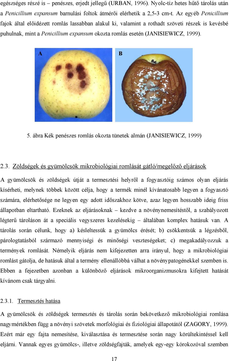 A B 5. ábra Kék penészes romlás okozta tünetek almán (JANISIEWICZ, 1999) 2.3.