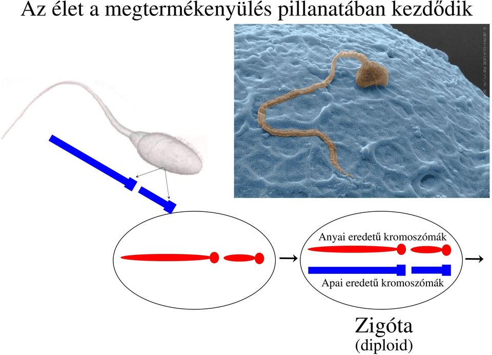 eredet kromoszómák Apai