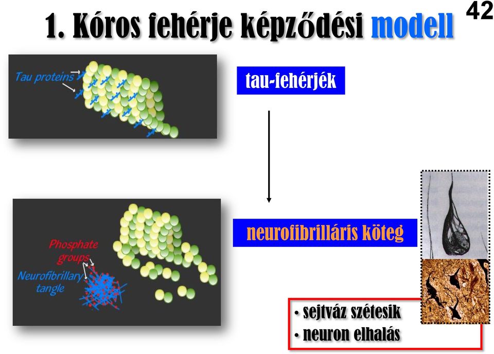 tau-fehérjék