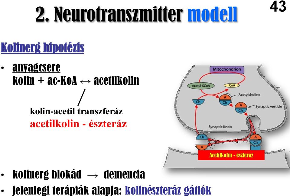 transzferáz acetilkolin - észteráz Acetilkolin - észteráz