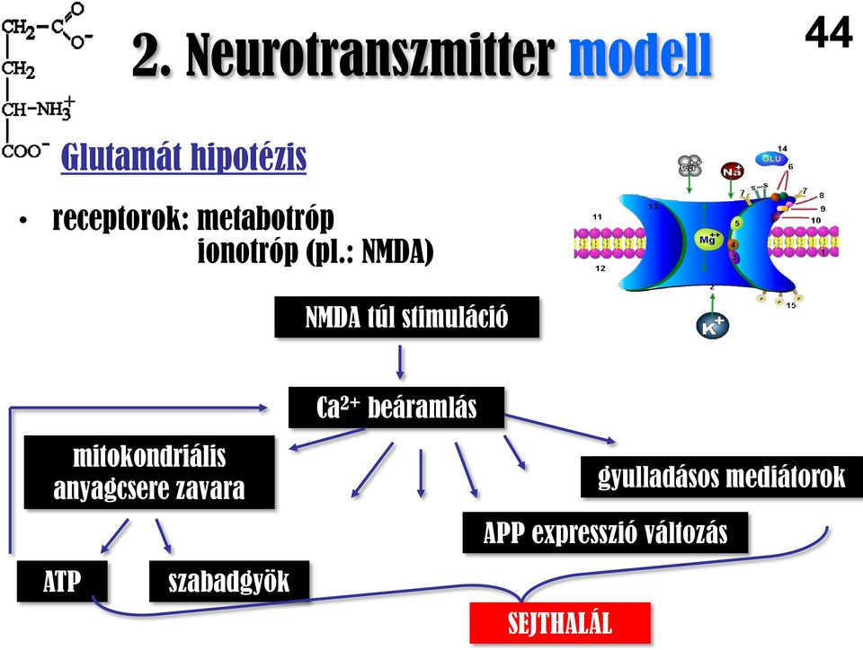 : NMDA) NMDA túl stimuláció Ca 2+ beáramlás mitokondriális