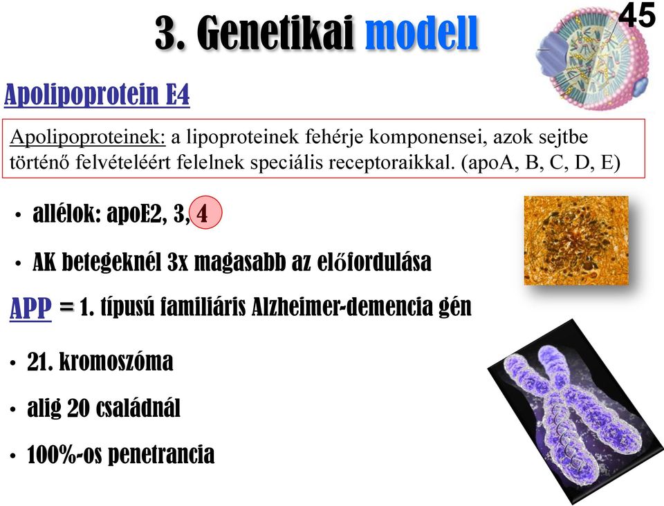 (apoa, B, C, D, E) allélok: apoe2, 3, 4 AK betegeknél 3x magasabb az előfordulása APP