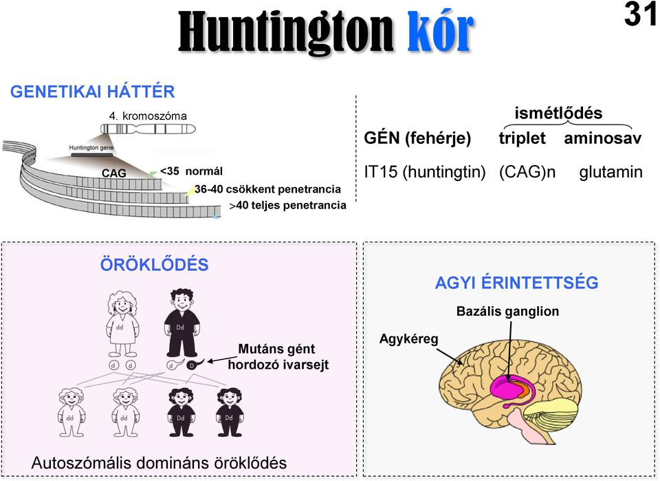 csökkent penetrancia 40 teljes penetrancia IT15 (huntingtin) (CAG)n