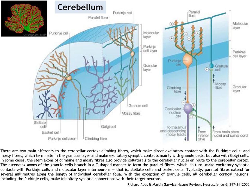 In some cases, the stem axons of climbing and mossy fibres also provide collaterals to the cerebellar nuclei en route to the cerebellar cortex.