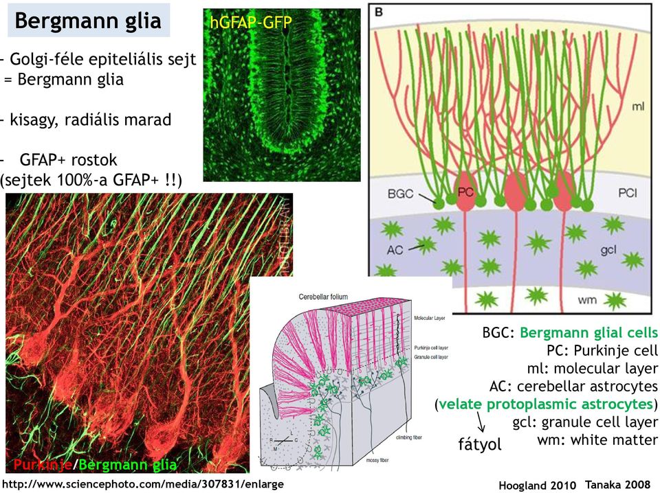!) Purkinje/Bergmann glia BGC: Bergmann glial cells PC: Purkinje cell ml: molecular layer AC: