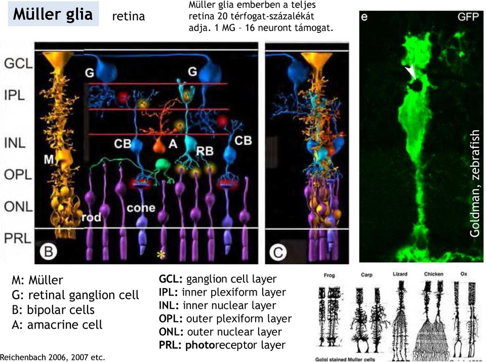 fény M: Müller G: retinal ganglion cell B: bipolar cells A: amacrine cell Reichenbach 2006,