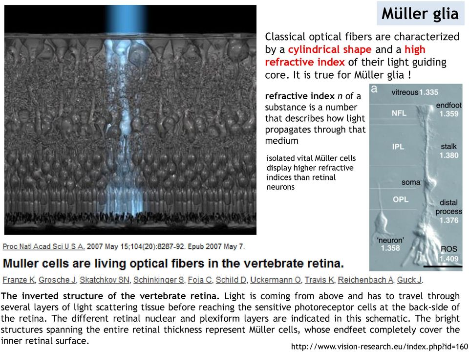 structure of the vertebrate retina.