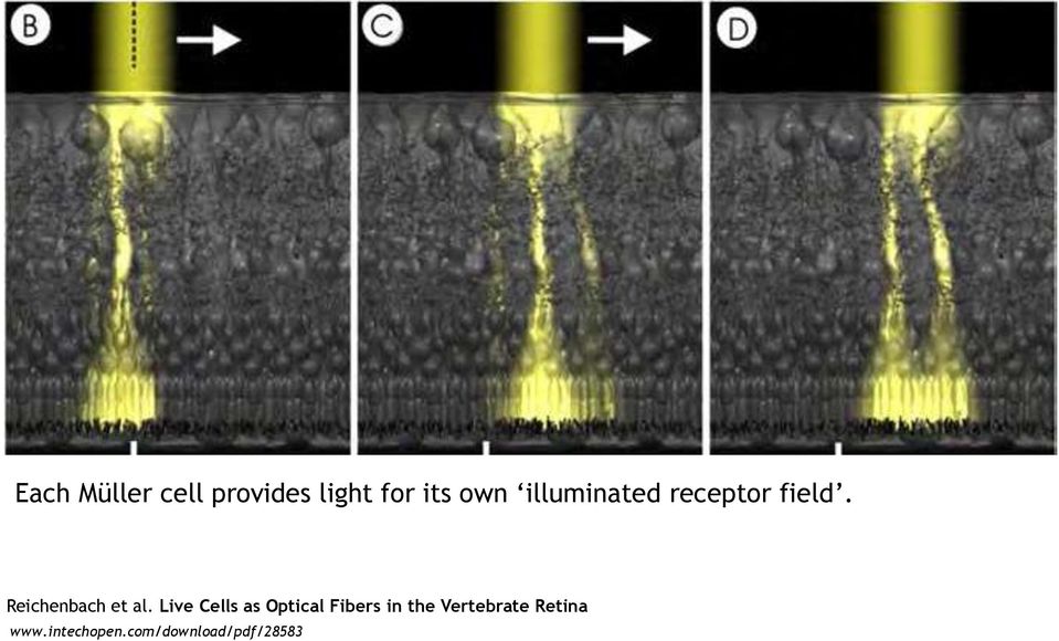 Live Cells as Optical Fibers in the