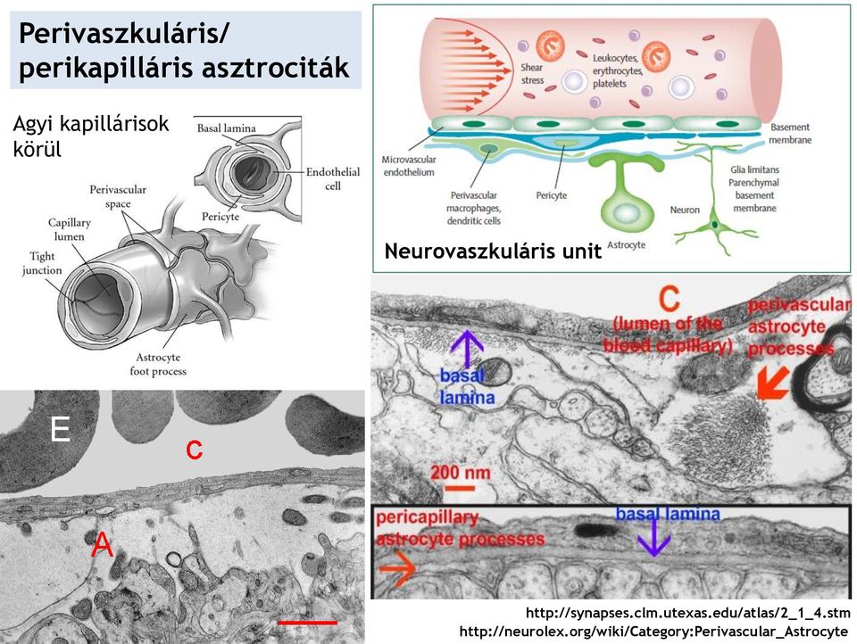 http://synapses.clm.utexas.edu/atlas/2_1_4.