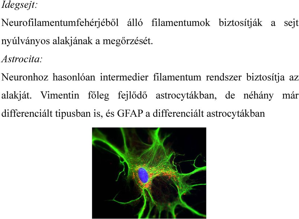 Astrocita: Neuronhoz hasonlóan intermedier filamentum rendszer biztosítja az