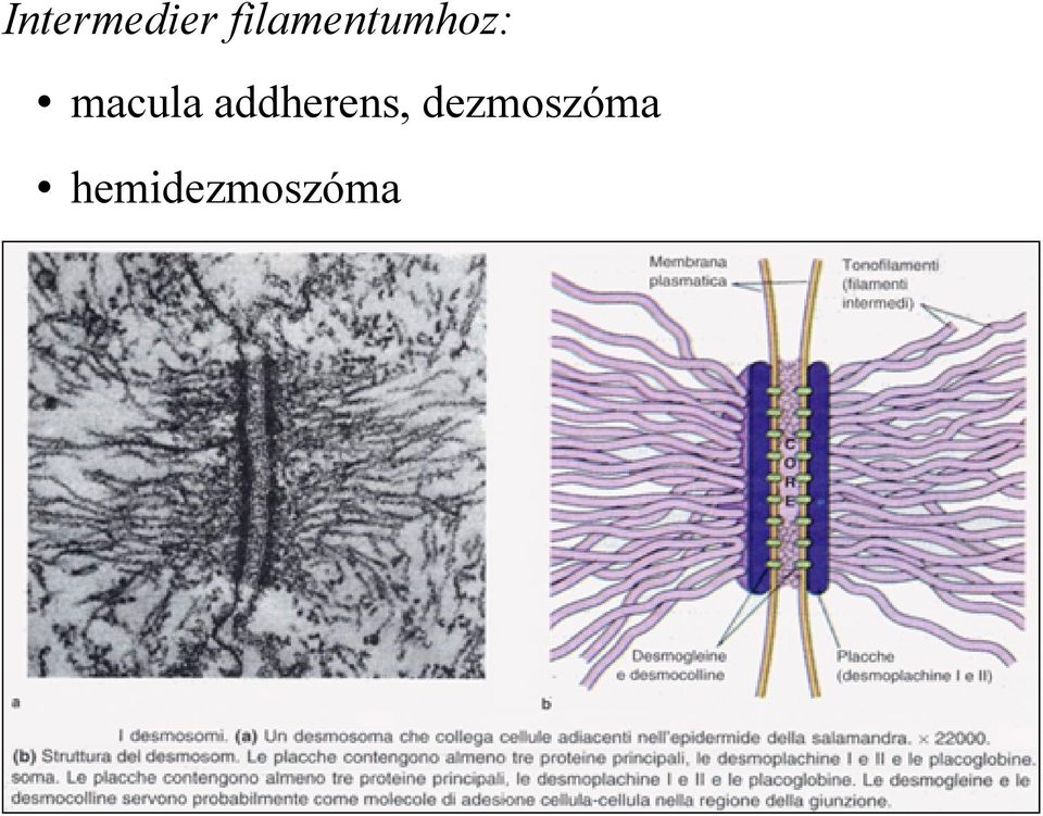 macula addherens,
