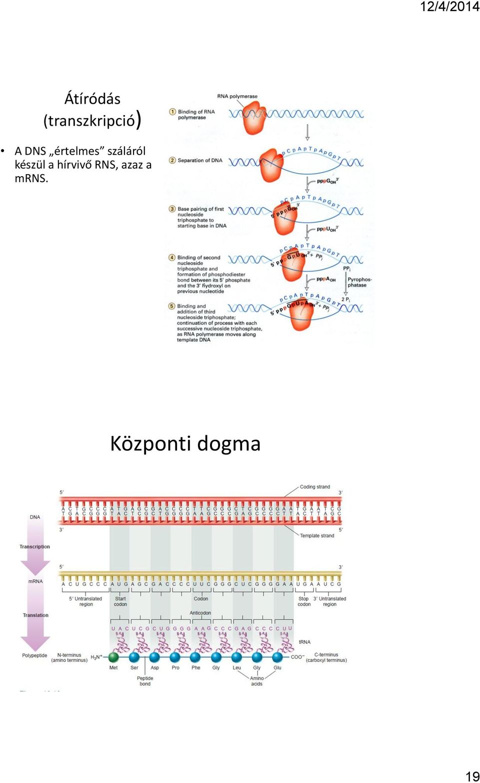 készül a hírvivő RNS,