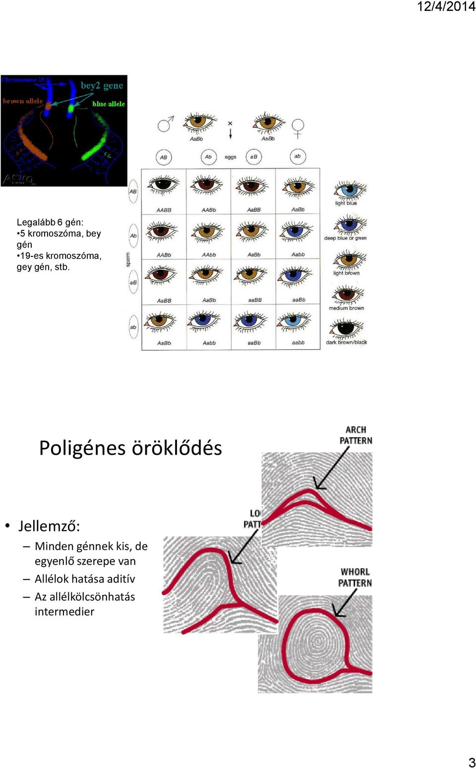 Poligénes öröklődés Jellemző: Minden génnek kis,