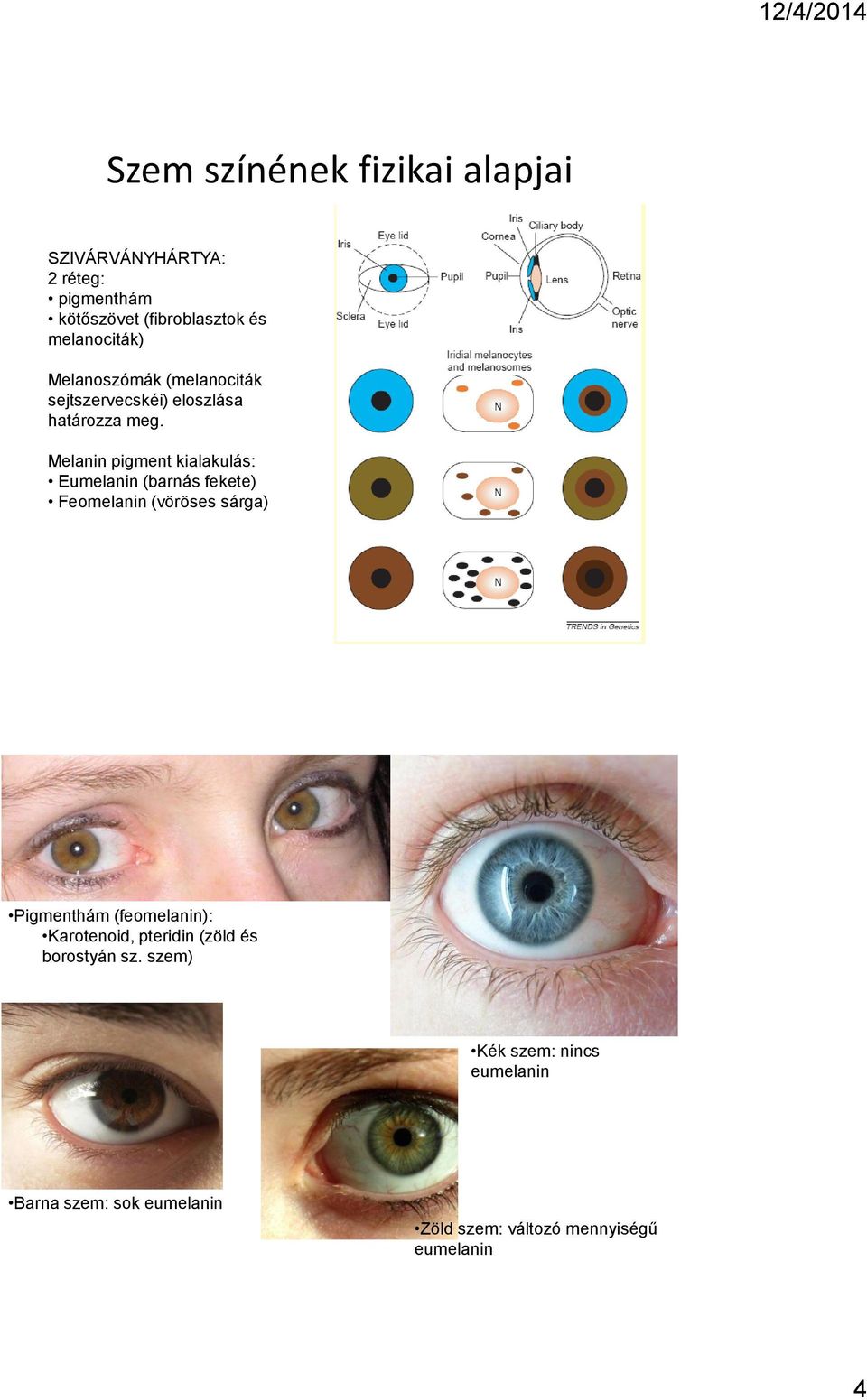 Melanin pigment kialakulás: Eumelanin (barnás fekete) Feomelanin (vöröses sárga) Pigmenthám (feomelanin):
