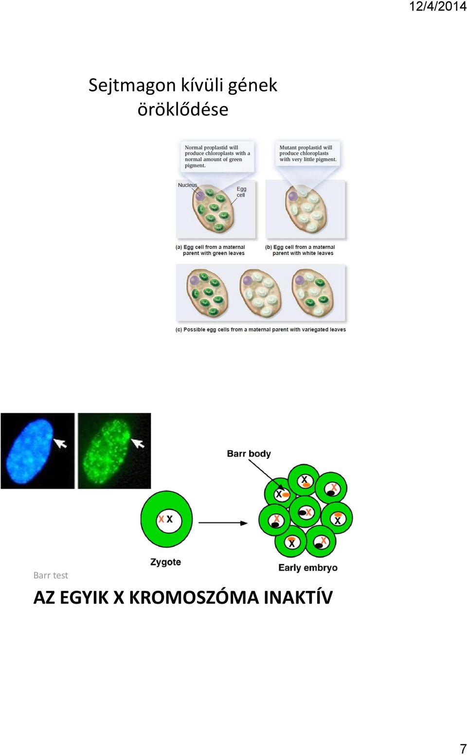 Barr test AZ EGYIK