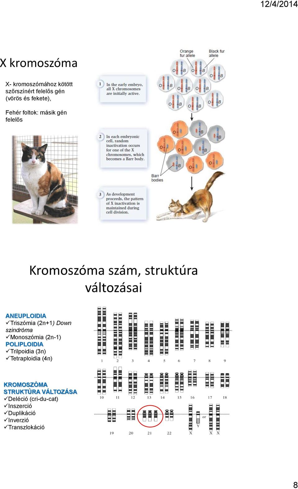 (2n+1) Down szindróma Monoszómia (2n-1) POLIPLOIDIA Trilpoidia (3n) Tetraploidia (4n)