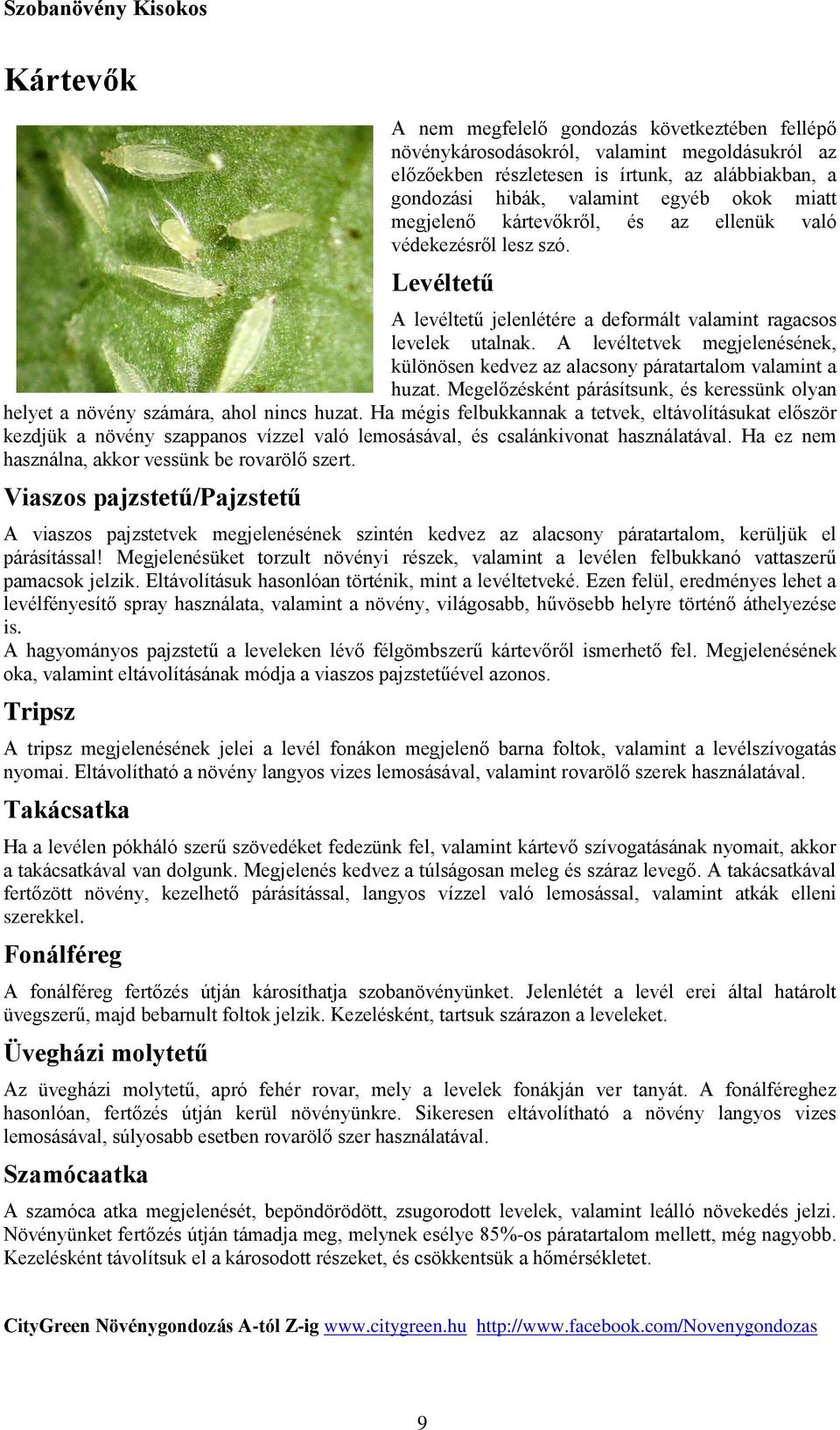 A levéltetvek megjelenésének, különösen kedvez az alacsony páratartalom valamint a huzat. Megelőzésként párásítsunk, és keressünk olyan helyet a növény számára, ahol nincs huzat.