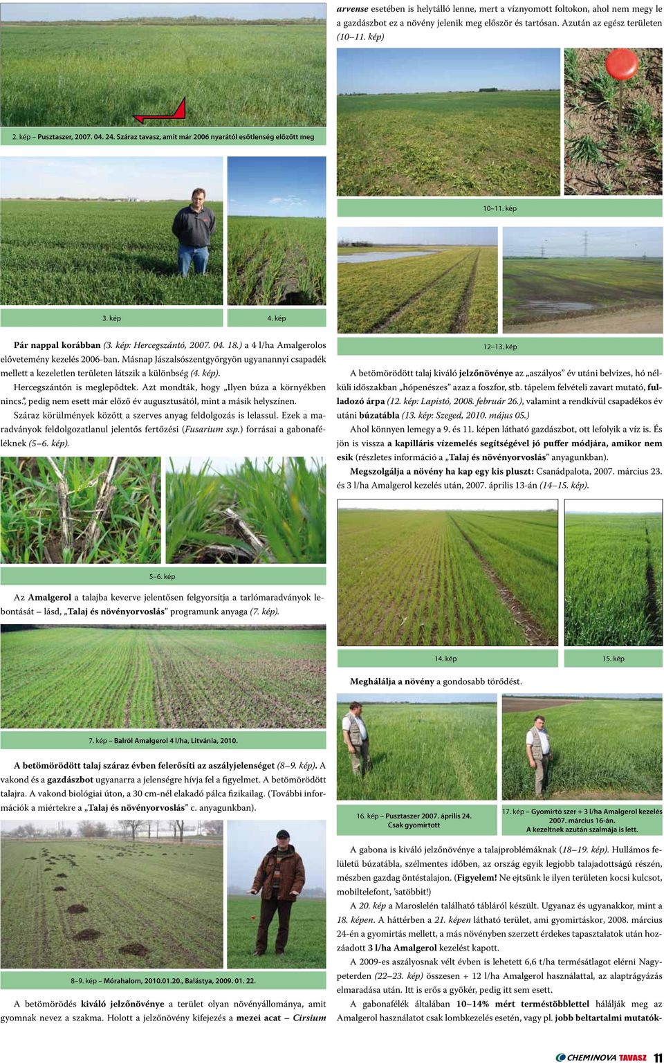 ) a 4 l/ha Amalgerolos elővetemény kezelés 2006-ban. Másnap Jászalsószentgyörgyön ugyanannyi csapadék mellett a kezeletlen területen látszik a különbség (4. kép). Hercegszántón is meglepődtek.