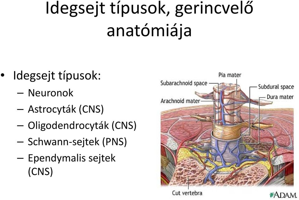 Astrocyták (CNS) Oligodendrocyták