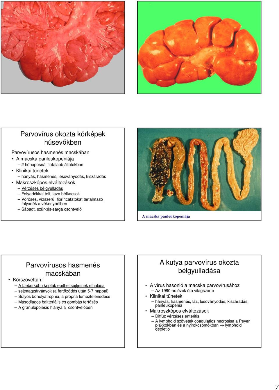 hasmenés macskában Kórszövettan: A Lieberkühn kripták epithel sejtjeinek elhalása sejtmagzárványok (a fertızıdés után 5-7 nappal) Súlyos boholyatrophia, a propria lemeztelenedése Másodlagos