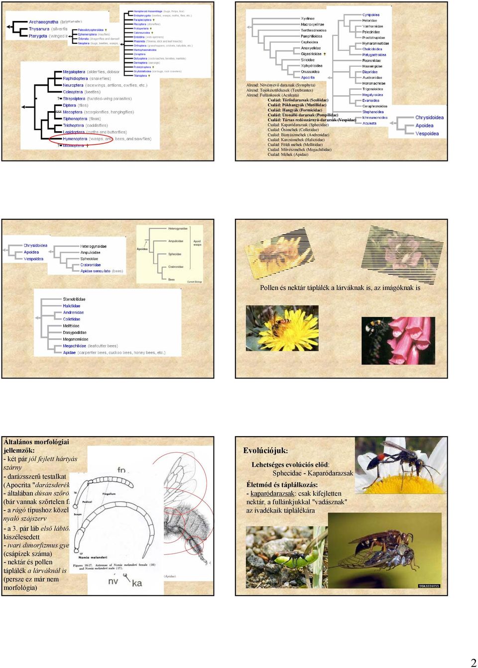 Család: Karcsúméhek (Halictidae) Család: Földi méhek (Mellitidae) Család: Művészméhek (Megachilidae) Család: Méhek (Apidae) Pollen és nektár táplálék a lárváknak is, az imágóknak is Általános