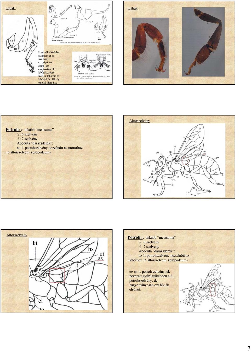 v. inkább metasoma : 6 szelvény : 7 szelvény Apocrita darázsderék : az 1.