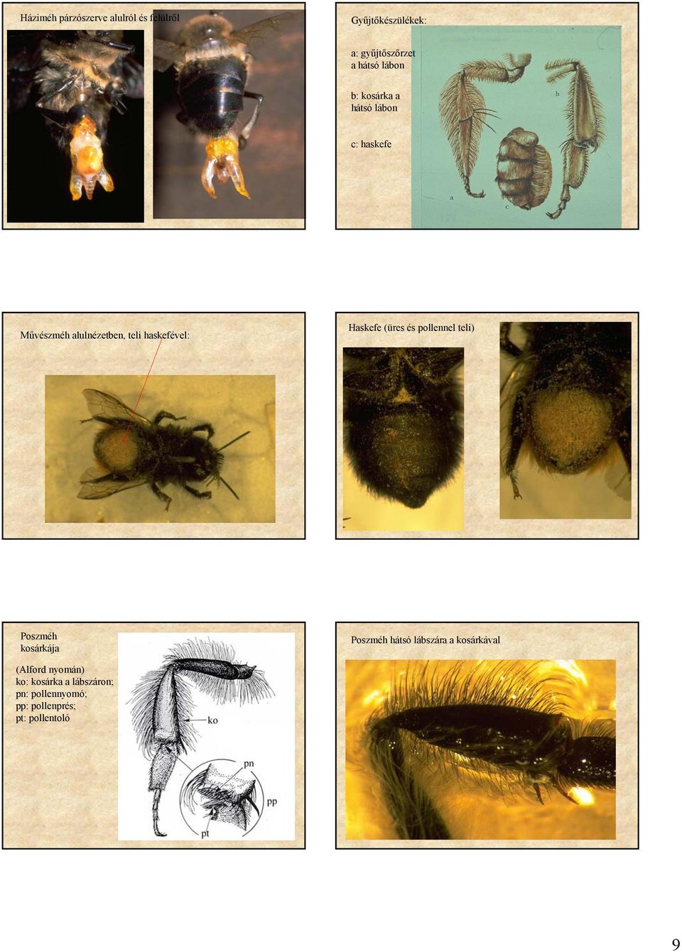 Haskefe (üres és pollennel teli) Poszméh kosárkája Poszméh hátsó lábszára a