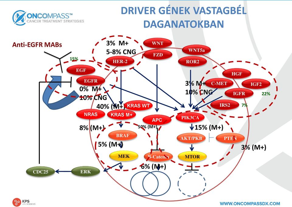 MEK KRAS WT WNT FZD APC 50% (M+) B-Catenin 6% (M+) WNT5a ROR2 3% M+ 10% CNG